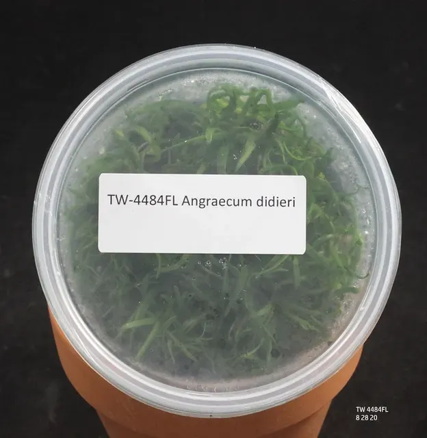 Angraecum didieri (Angraecum)