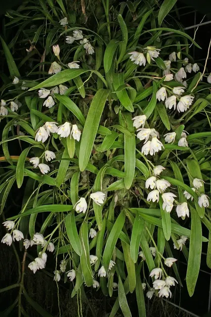 Polystachya ottoniana (Polystachya)