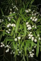 Polystachya ottoniana
