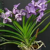 [Bare-root] Vandoglossum Purple Star 'TOV7' 迷你萬代“紫星” [2.5 NBS][Jun in stock]