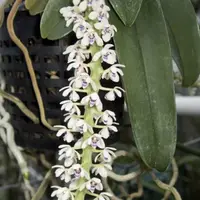 Tuberolabium kotoense x sib. First bloom size plants. Very fragrant.