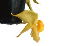 Coryhopea Uzhupud Paradise