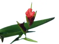 Elleanthus ampliflorus