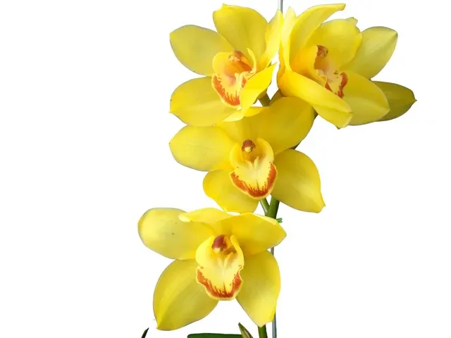 Cymbidium Sunny Moon 3b (Cymbidium)