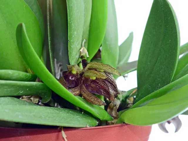 Acianthera lappago (Acianthera)
