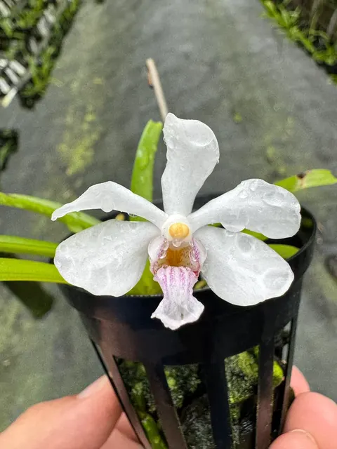 Vanda Kruger Opalite (Vanda)