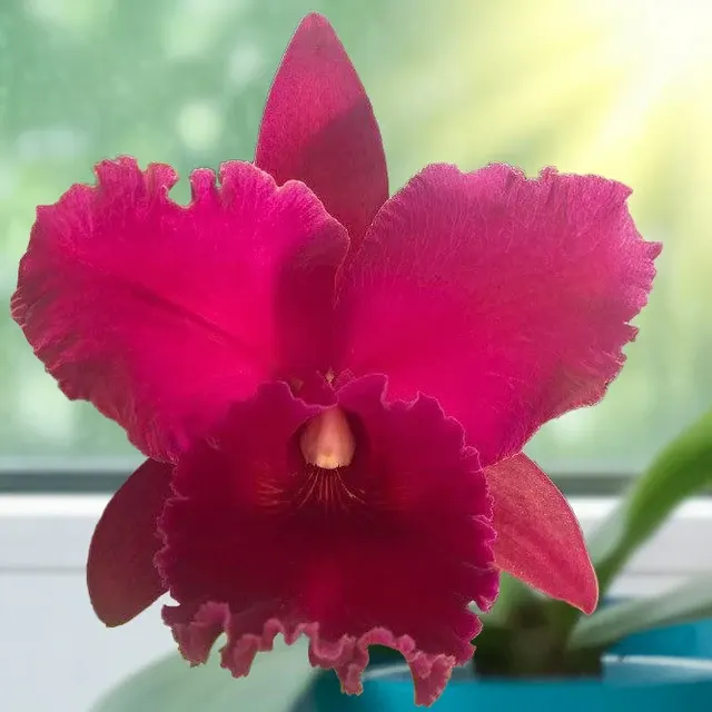 Rhyncholaeliocattleya Orchid Valentine Beauty ‘Love Ya Baby’ HCC/AOS (Rhyncholaeliocattleya)