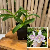 Clty. Chantilly Lace 'Twinkle' (4" Pot) - Not Blooming