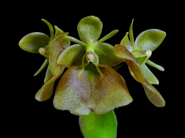 Epidendrum cupreum (Epidendrum)