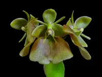 Epidendrum cupreum