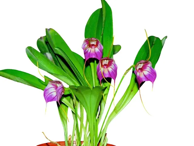Masdevallia Harlequin 'Ecuagenera' (Masdevallia)
