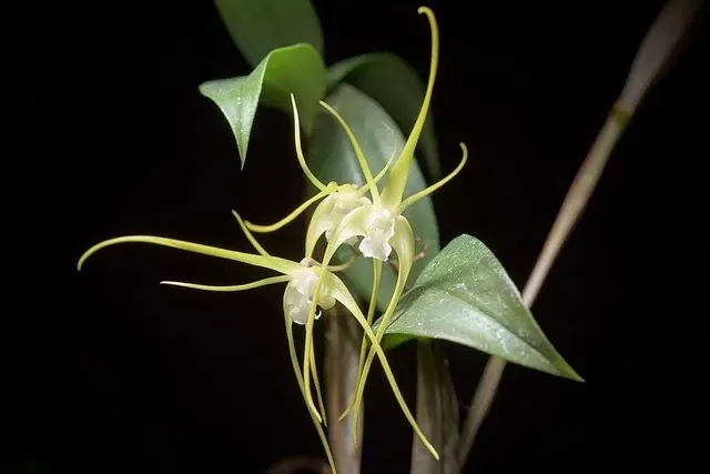 Dendrobium tetragonum var album