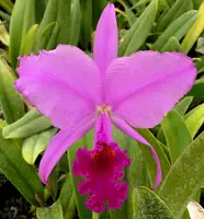 Cattleya trianae var. sangre de toro