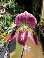Paph. (Magic Cherry x Voodoo Magic) x (Magic Cherry x Hsinying Rainbow) — Blooming Size