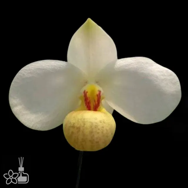Paphiopedilum emersonii × sib (Paphiopedilum)