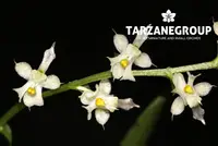 ORNITHOCEPHALUS DOLABRATUS SMALL ORCHID MOUNTED