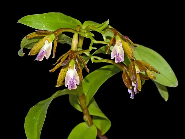 Epidendrum medinae (Epidendrum)