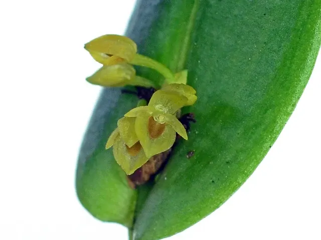 Pleurothallis dibolia (Pleurothallis)