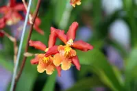 Wilsonara Aloha Sparks ‘Halloween’ – Bright Orange-Comes in 2" pot – Easy Blooming Intergeneric Hybrid – Hawai‘i Grown