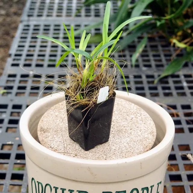 Maxillaria cerifera (Maxillaria)