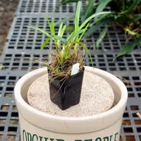 Maxillaria cerifera