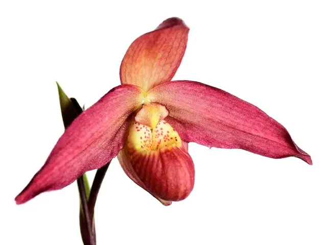 Phragmipedium La Ponterrin (Phragmipedium)
