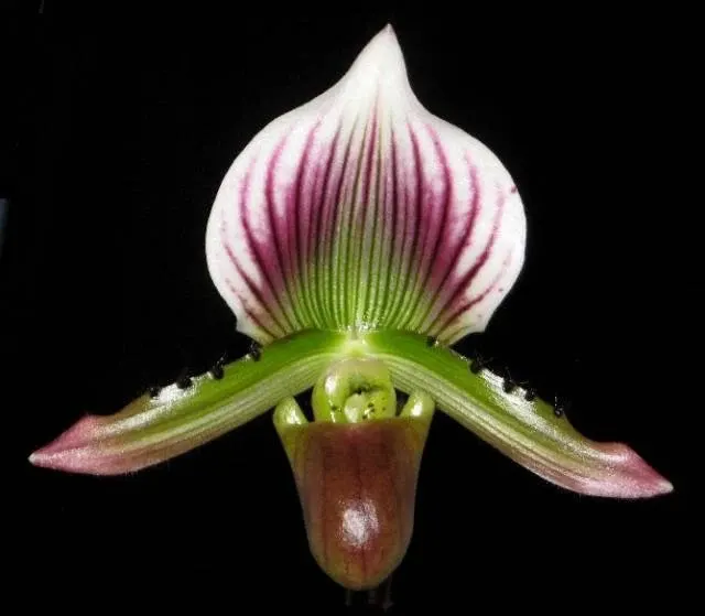 Paphiopedilum lawrenceanum (Paphiopedilum)
