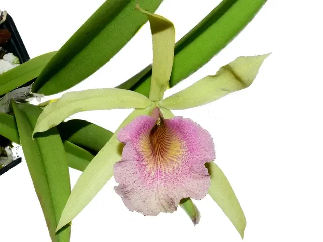 Brassocattleya Felicia (Brassocattleya)