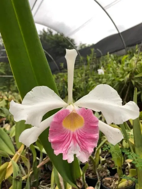 Cattleya purpurata carnea 'Alkmaar' (Cattleya)