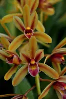 Cymbidium aloifolium – Rare Species