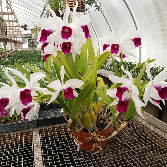 Laelia purpurata var semi-alba (Laelia)