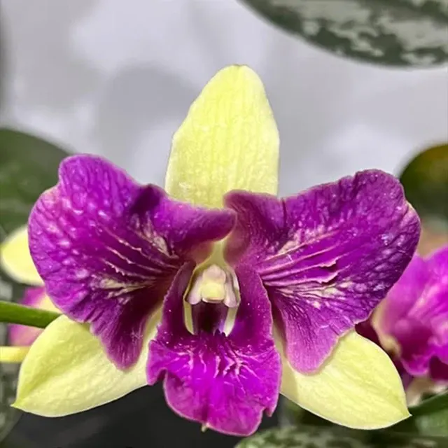 Dendrobium Aridang 3 Lip