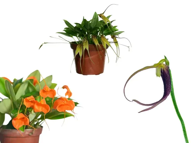 Noid Masdevallia (Masdevallia)