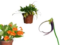 Masdevallia Bundle