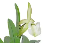 Rhyncholaelia glauca