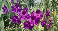 Vanda Motes Blue Yonder (V. Violeta x V. curvifolia)
