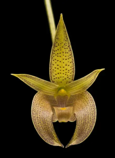 Bulbophyllum lobbi