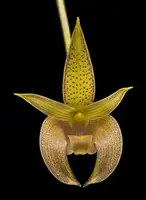 Hard to fined, Bulbophyllum lobbi spots, Seedling size, Shipping Included