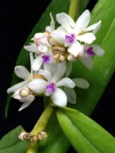 Trichoglottis rosea (Trichoglottis)