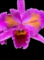 Cattleya percivaliana Peloric
