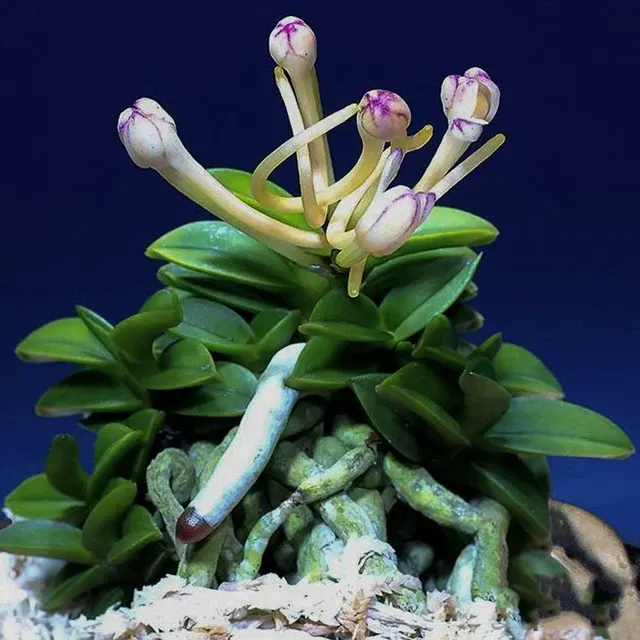 Neofinetia falcata 'Aoshinju' (Neofinetia)