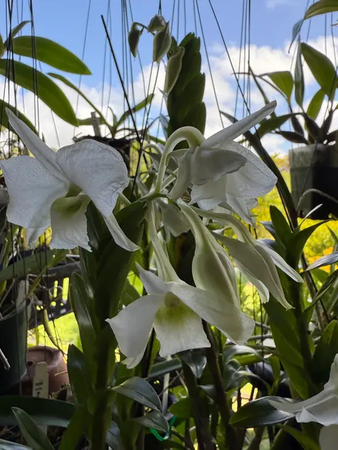 Dendrobium dearei