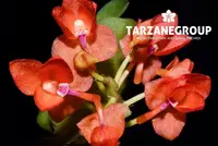 CERATOCENTRON FESSELII MINIATURE ORCHID MOUNTED