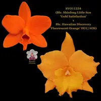 Cattleya Orchid Hybrid SVO11334 (Pot. Shinfong Little Sun 'Golden Satisfaction' x Blc. Hawaiian Discovery 'Fluorescent Orange' HCC/AOS)