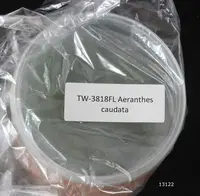 FLASK Aeranthes caudata
