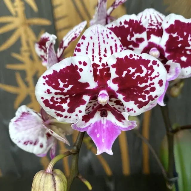 Phalaenopsis big lip 'Limited 15'
