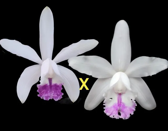 Cattleya intermedia (coerulea x Aranbeem)