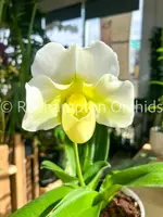 Paph. Krull's Glacier