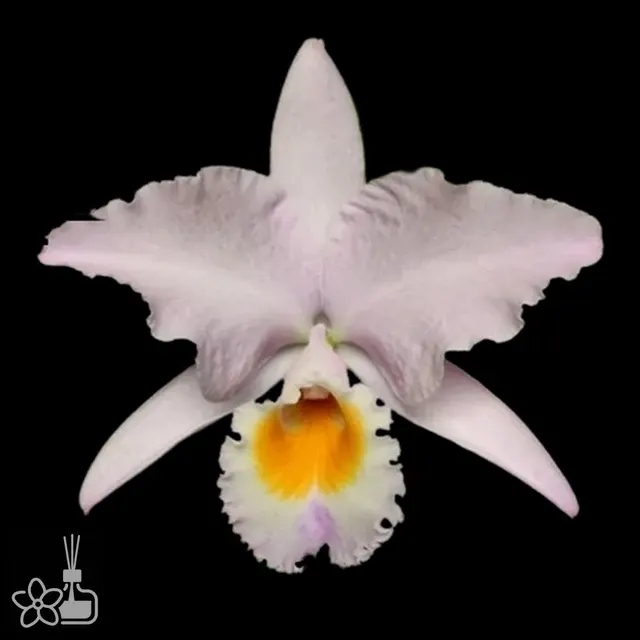 Cattleya labiata roxo bispo urbano x concolor