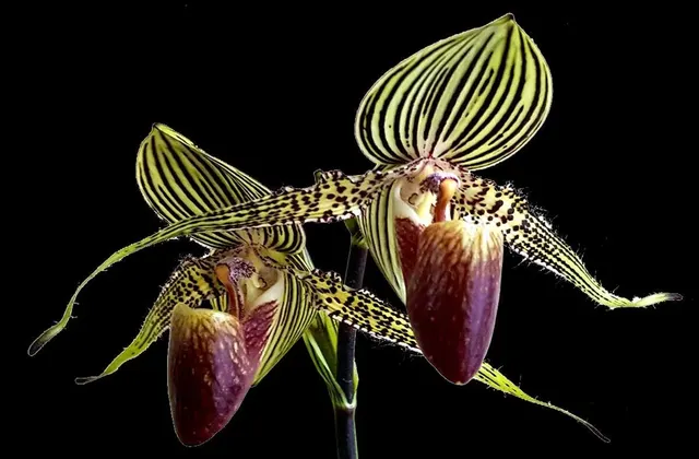 Paphiopedilum philippinense x (rothschildianum 'Jungle Selected' x rothschildianum 'Atlantis')
